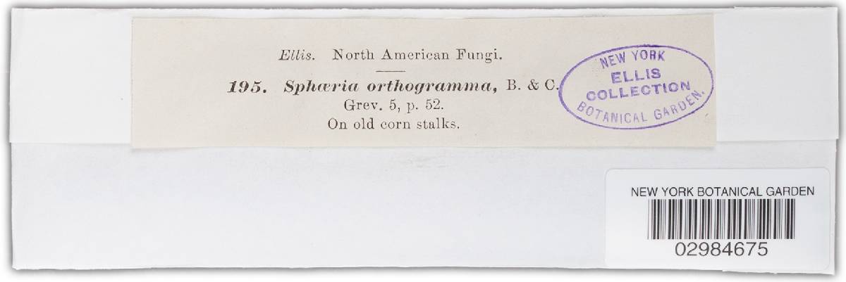 Leptosphaeria orthogramma image