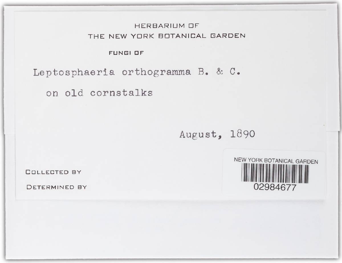 Leptosphaeria orthogramma image