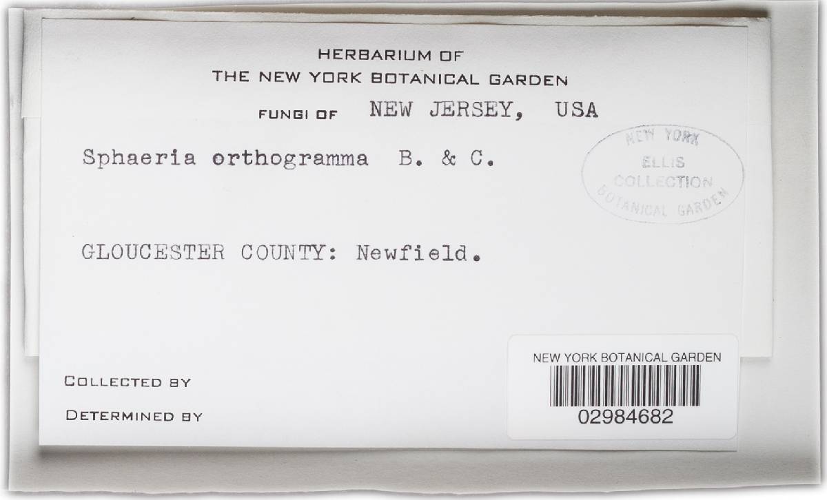 Leptosphaeria orthogramma image