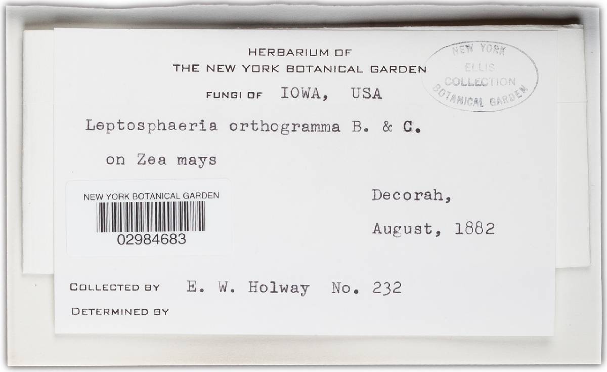 Leptosphaeria orthogramma image