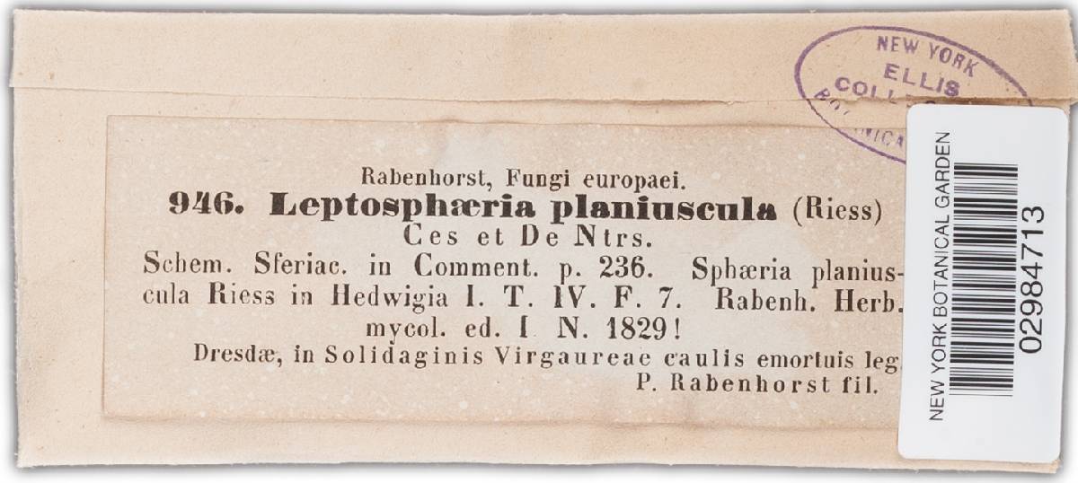 Leptosphaeria planiuscula image
