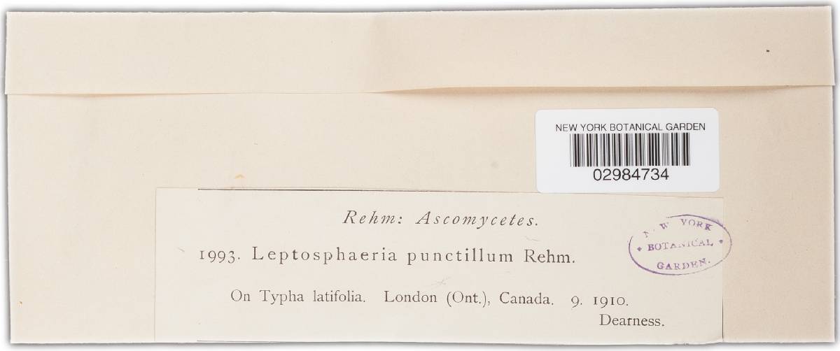 Leptosphaeria punctillum image