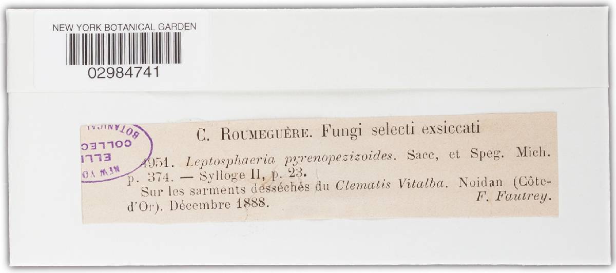 Leptosphaeria pyrenopezizoides image