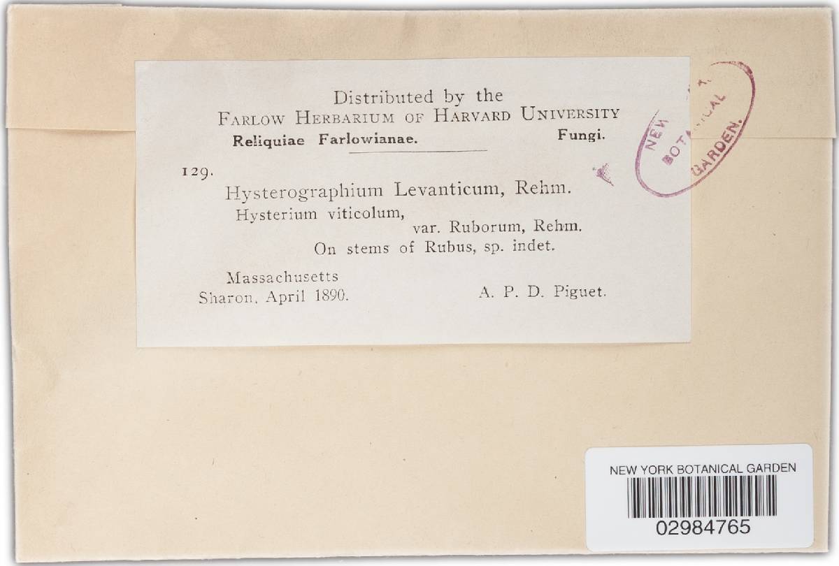 Hysterographium viticola image