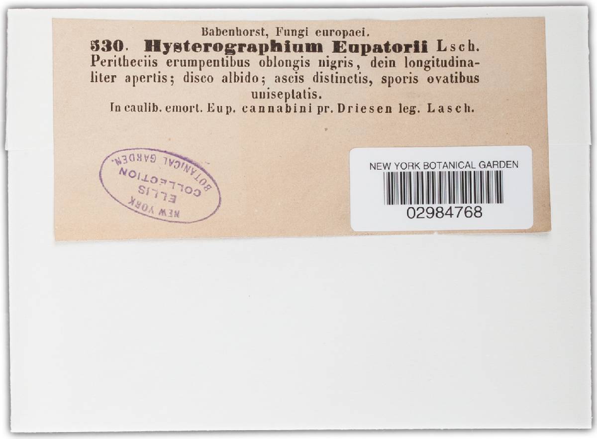 Hysterographium eupatorii image