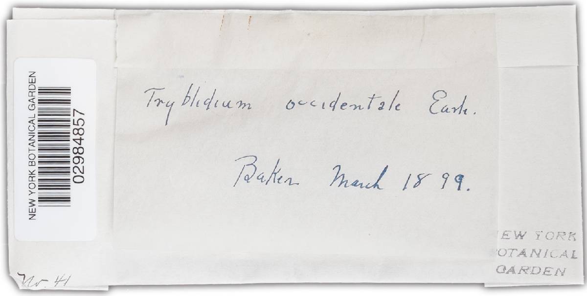 Triblidium occidentale image