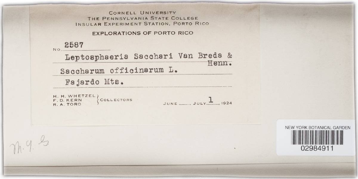 Leptosphaeria sacchari image