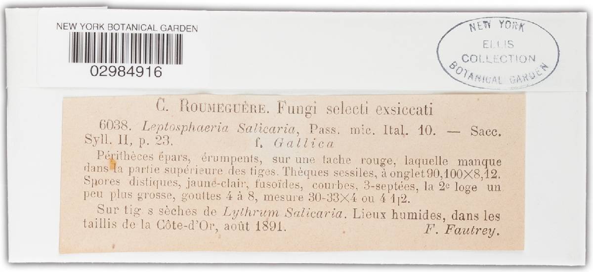 Leptosphaeria salicaria image