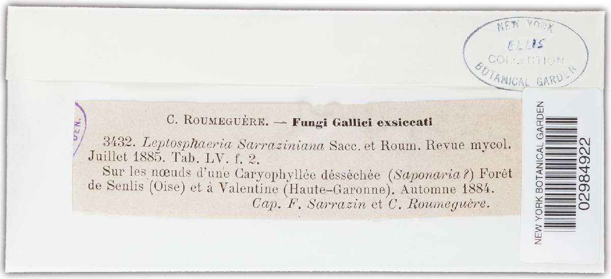 Leptosphaeria sarraziniana image