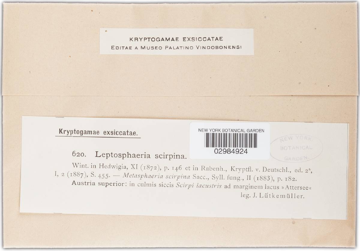 Leptosphaeria scirpina image