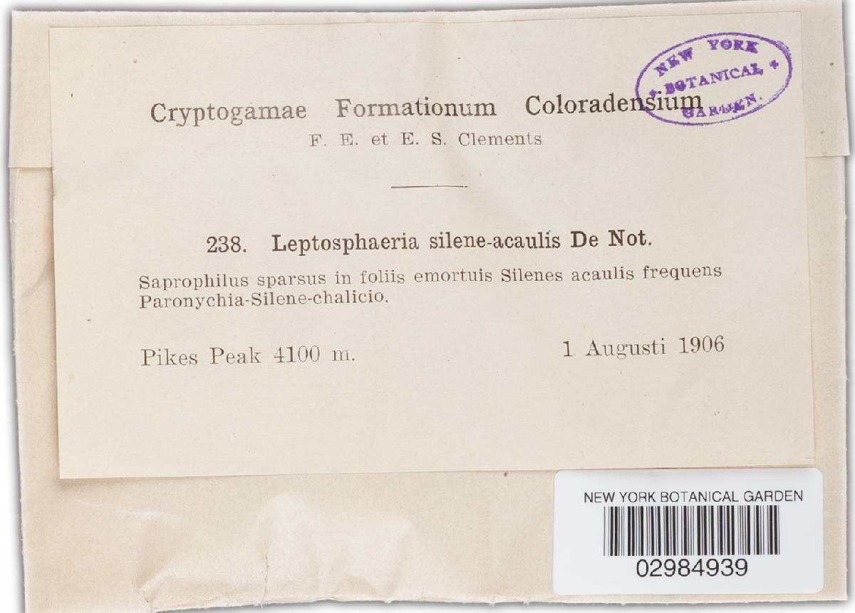 Leptosphaeria silenes-acaulis image