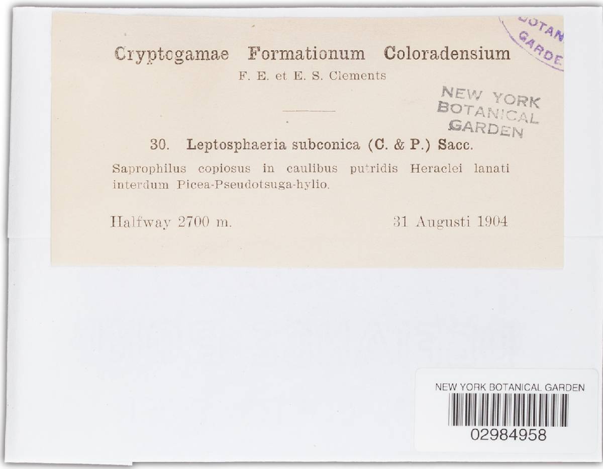 Leptosphaeria subconica image