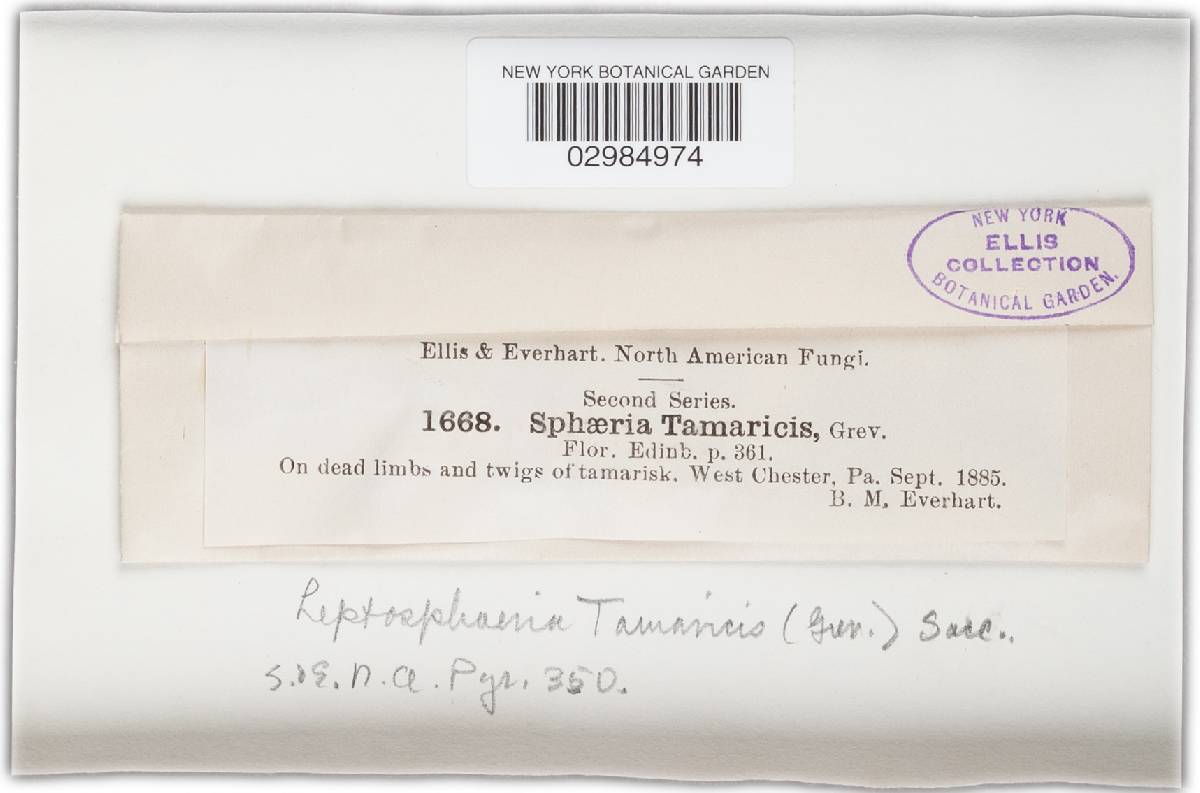 Leptosphaeria tamaricis image
