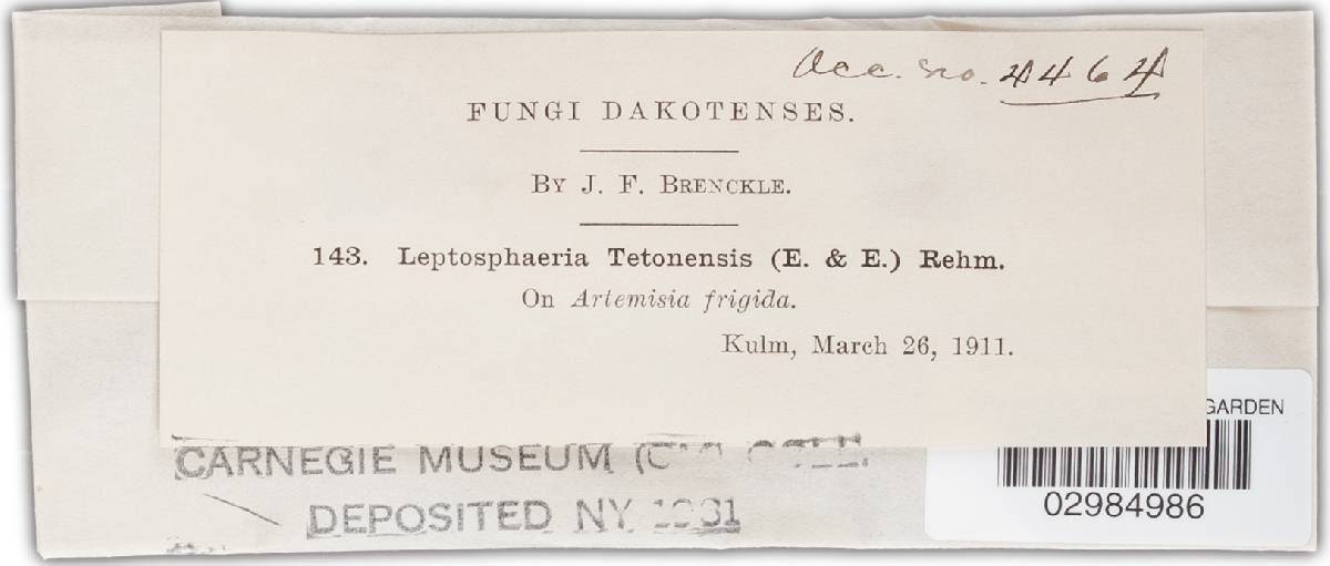 Leptosphaeria tetonensis image