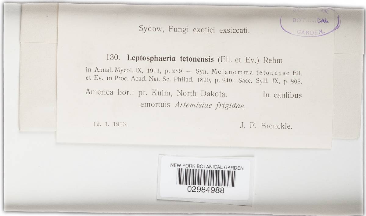 Leptosphaeria tetonensis image