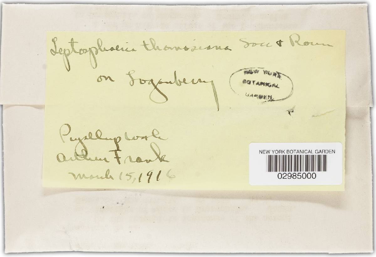 Leptosphaeria thomasiana image