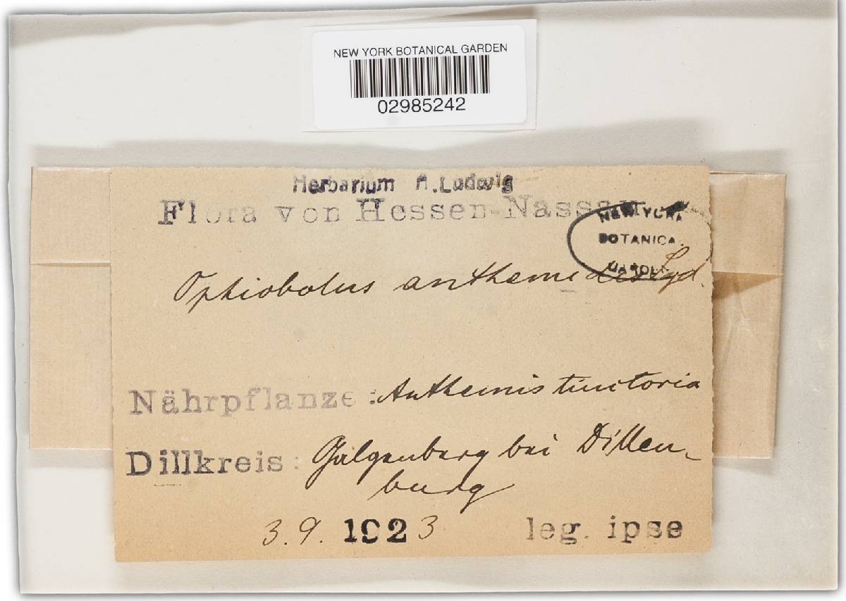 Ophiobolus anthemidis image