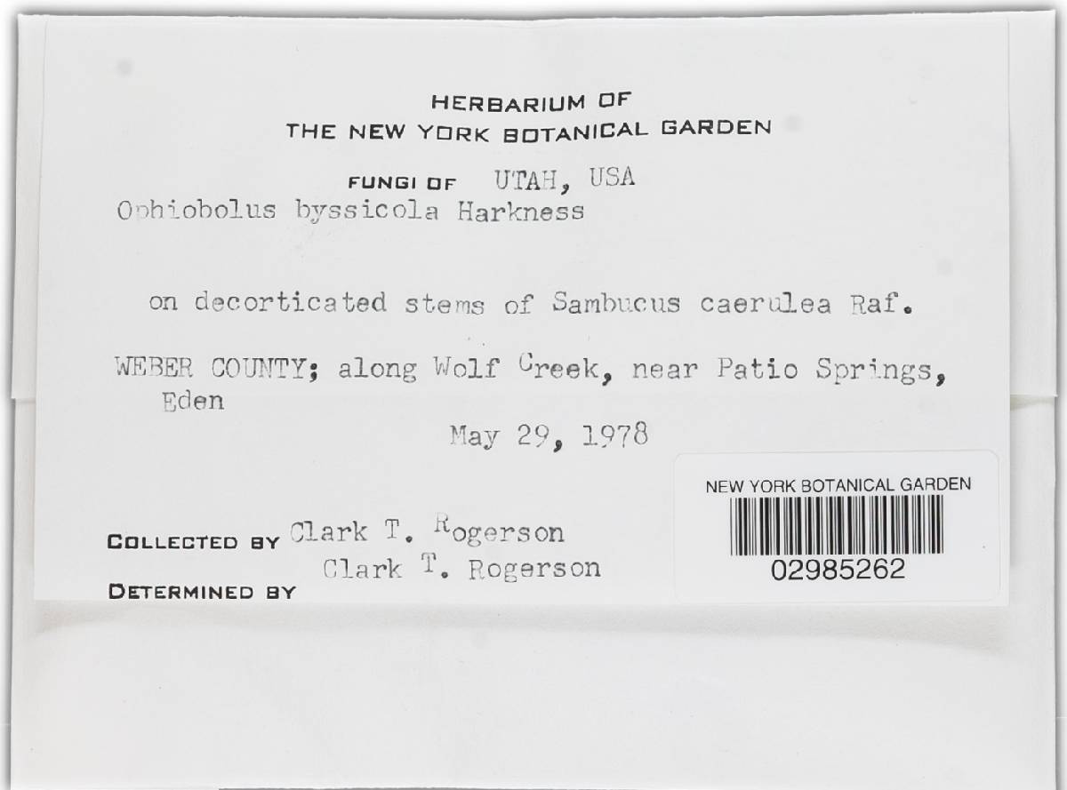 Ophiobolus byssicola image
