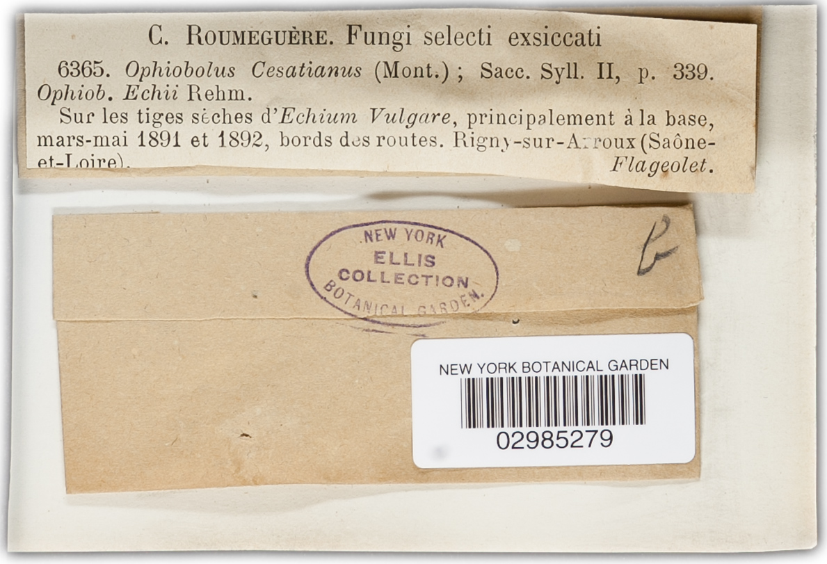 Leptosphaeria cesatiana image