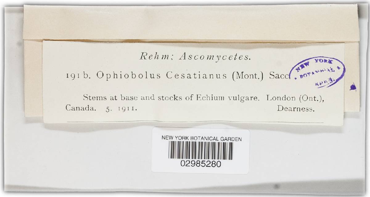 Leptosphaeria cesatiana image