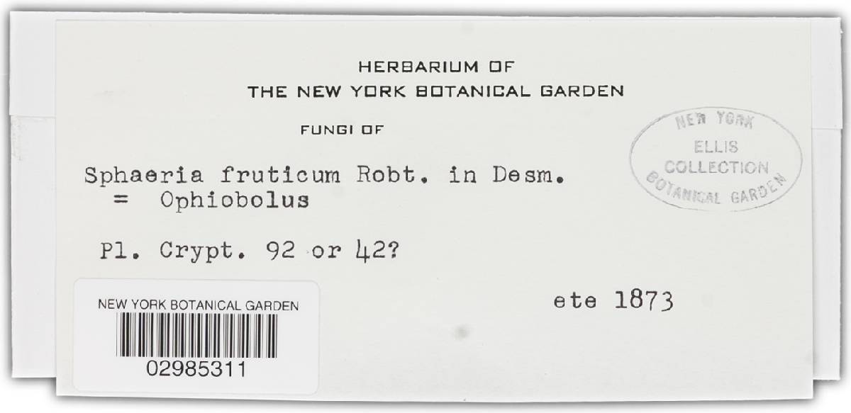 Ophiobolus fruticum f. dulcamarae image