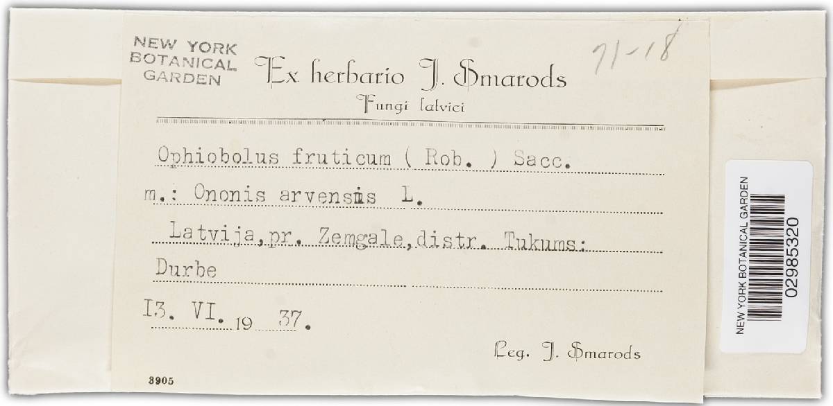 Ophiobolus fruticum image