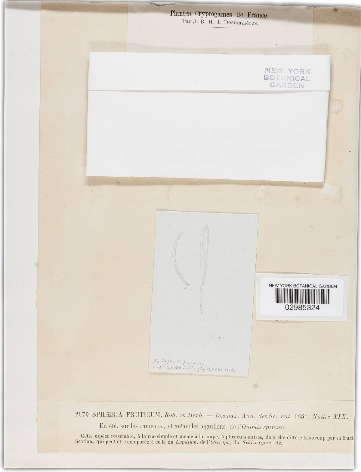 Ophiobolus image