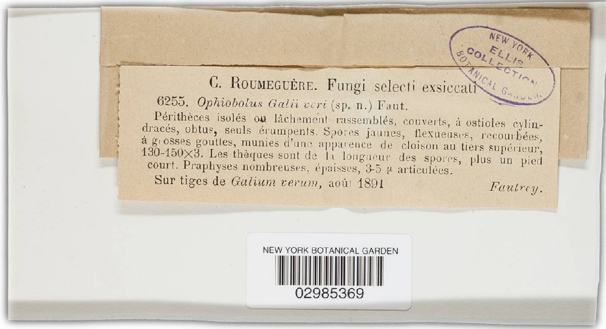 Ophiobolus galii-veri image
