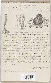 Gaeumannomyces graminis var. graminis image