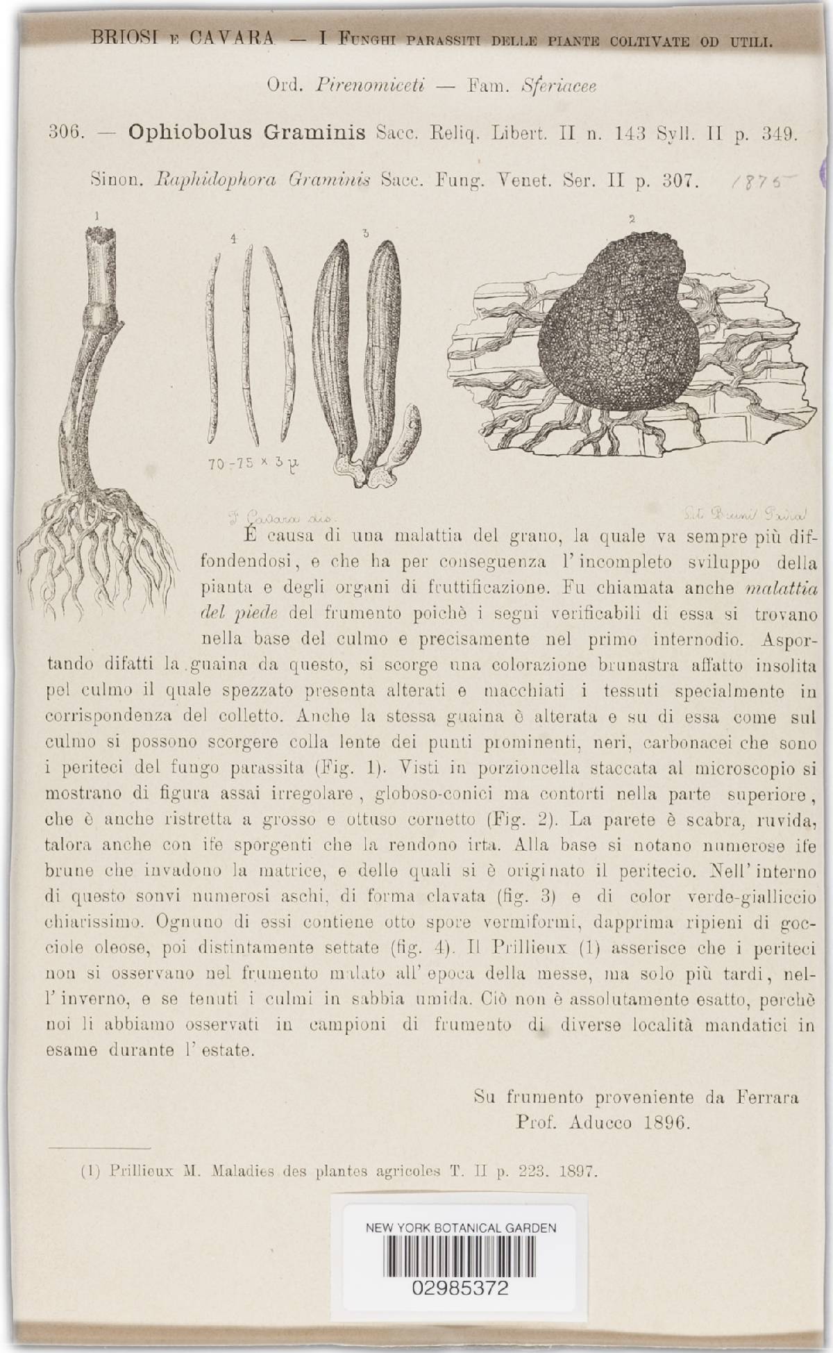 Gaeumannomyces graminis var. graminis image
