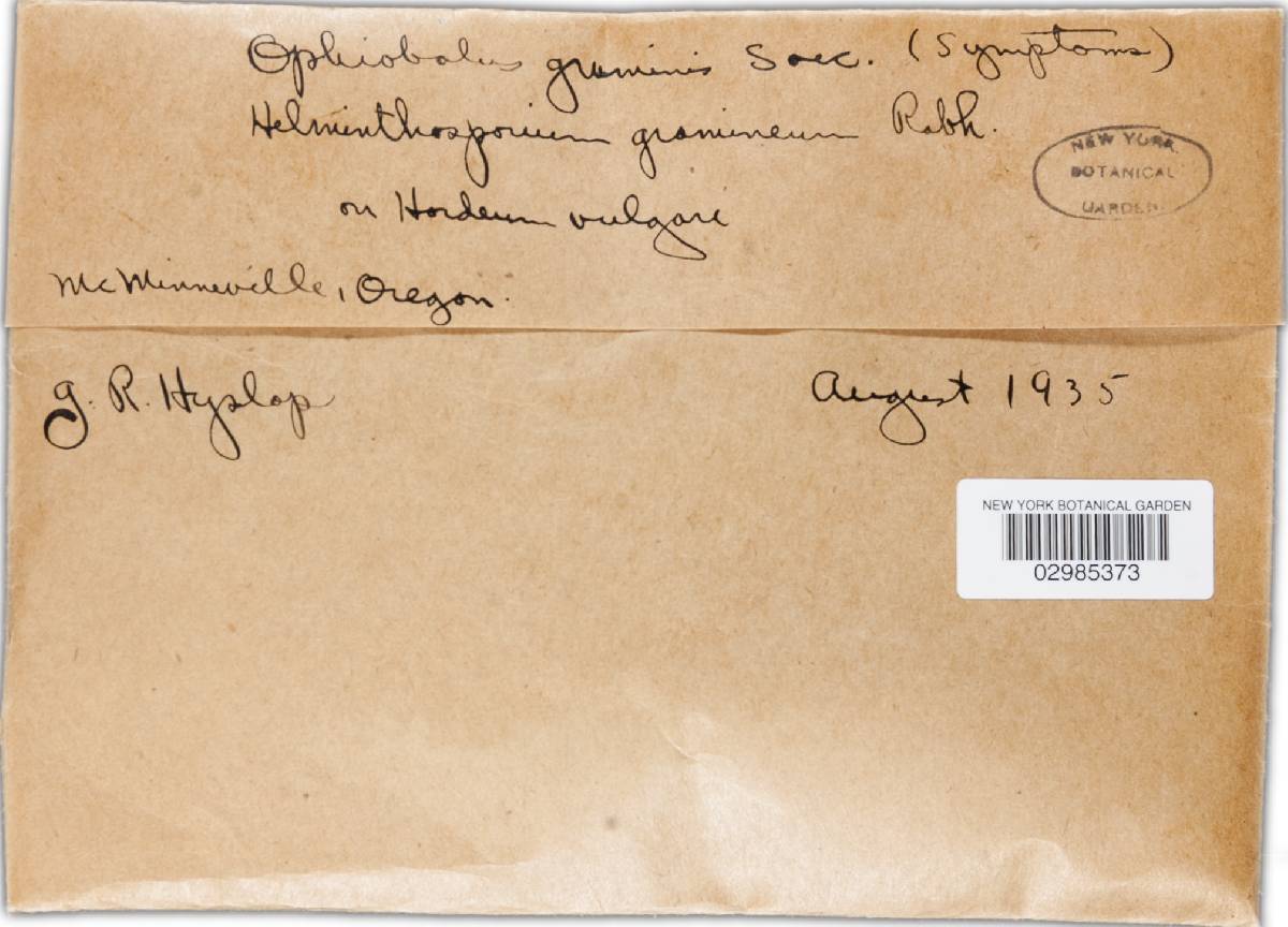 Gaeumannomyces graminis var. graminis image