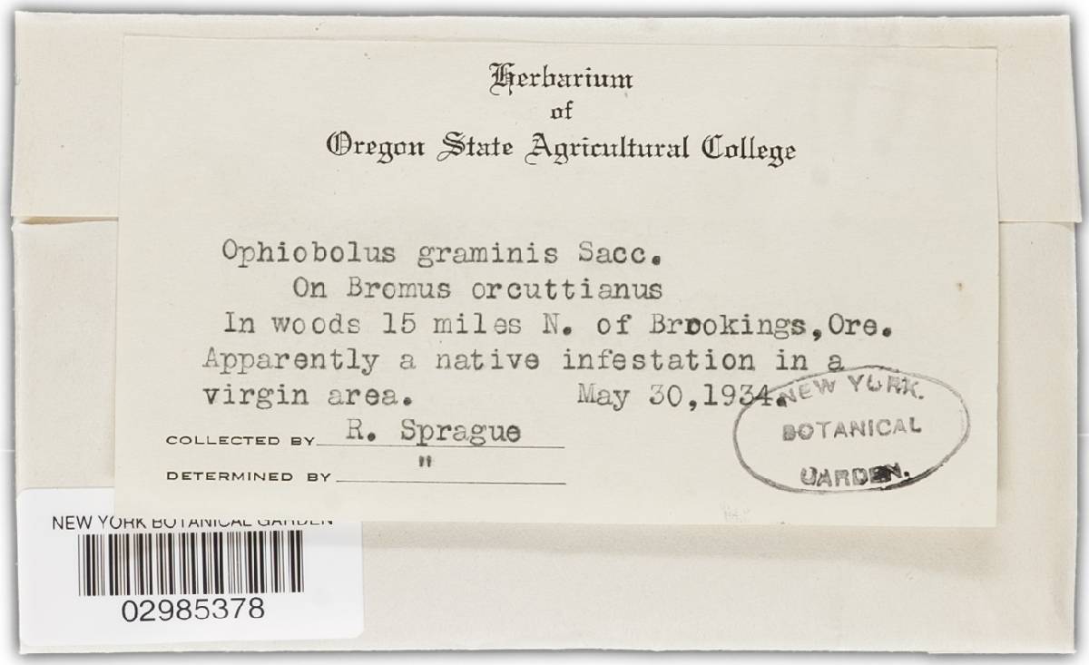 Gaeumannomyces graminis var. graminis image
