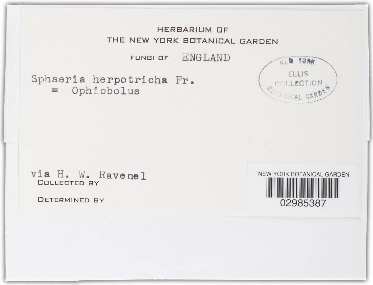 Ophiobolus herpotrichus image