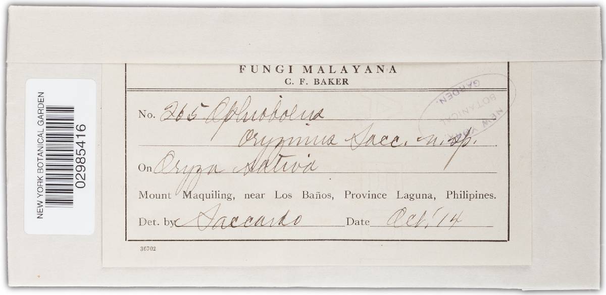 Gaeumannomyces graminis var. graminis image