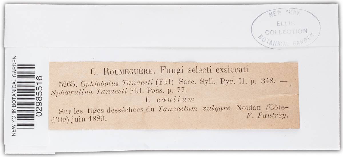 Leptosphaeria tanaceti image