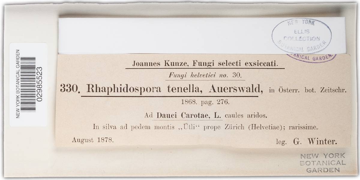Ophiobolus tenellus image