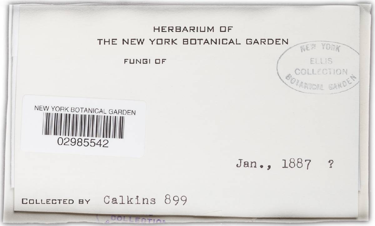 Ophiobolus versisporus image