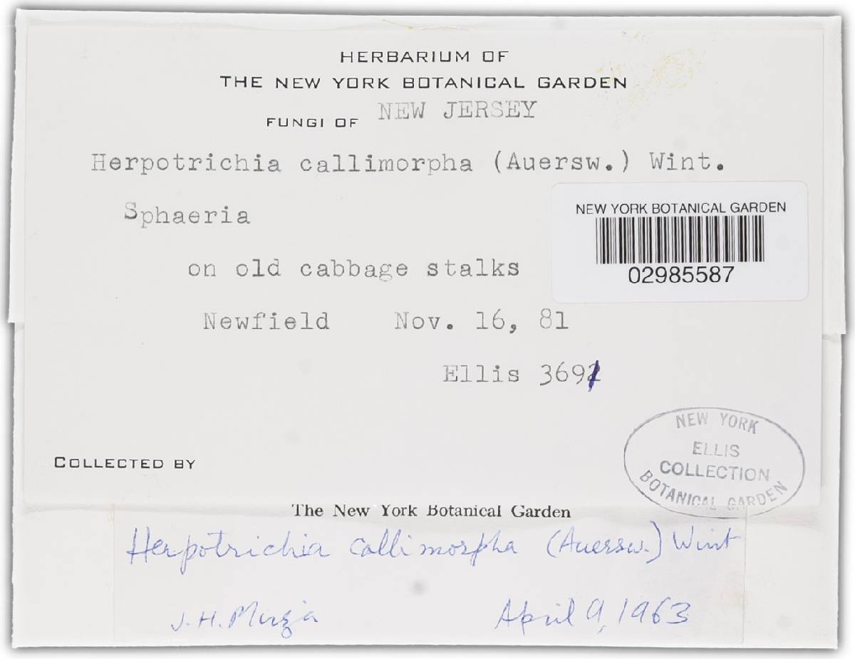 Herpotrichia callimorpha image