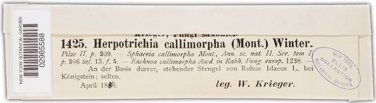 Herpotrichia callimorpha image