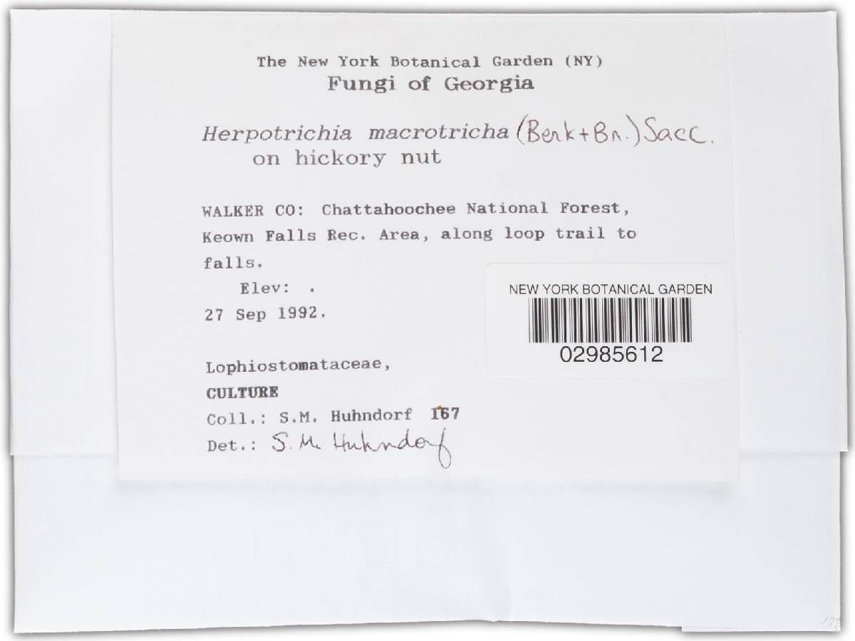 Herpotrichia macrotricha image