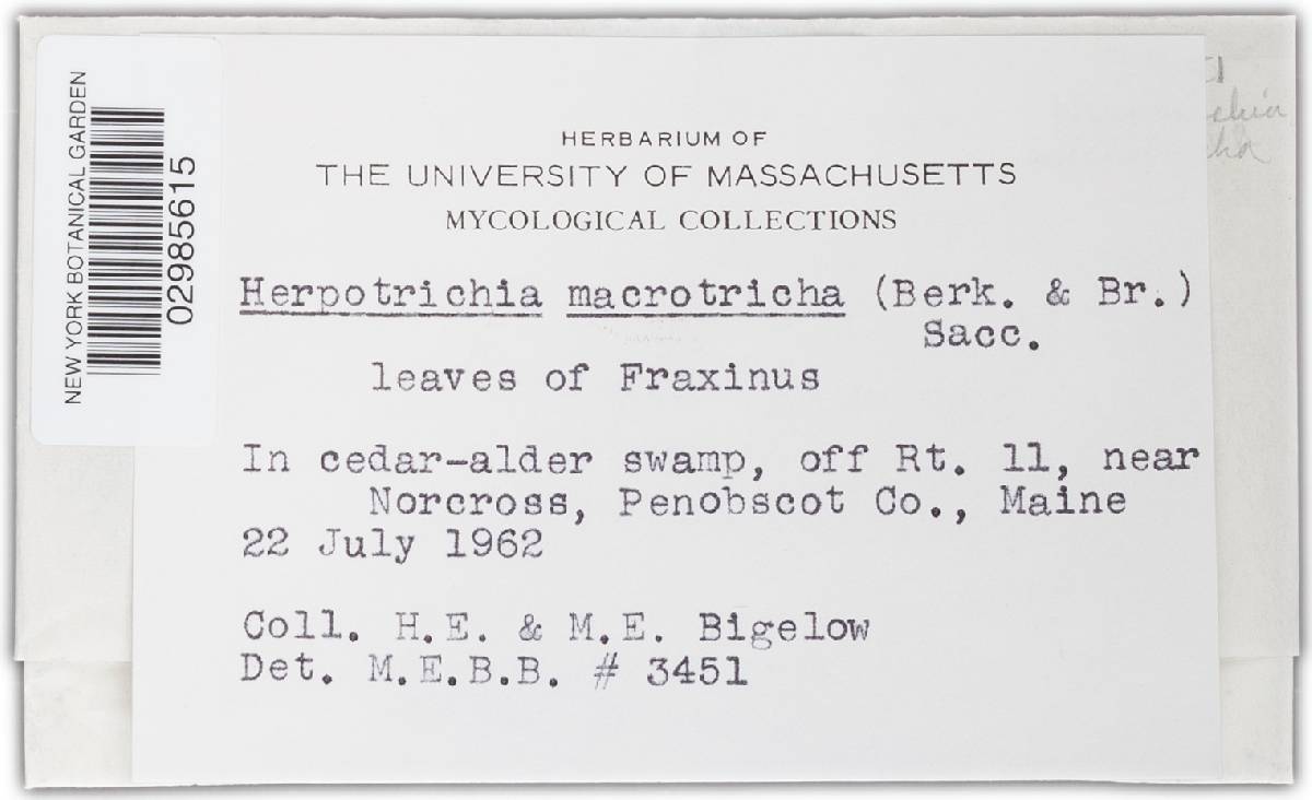 Herpotrichia macrotricha image
