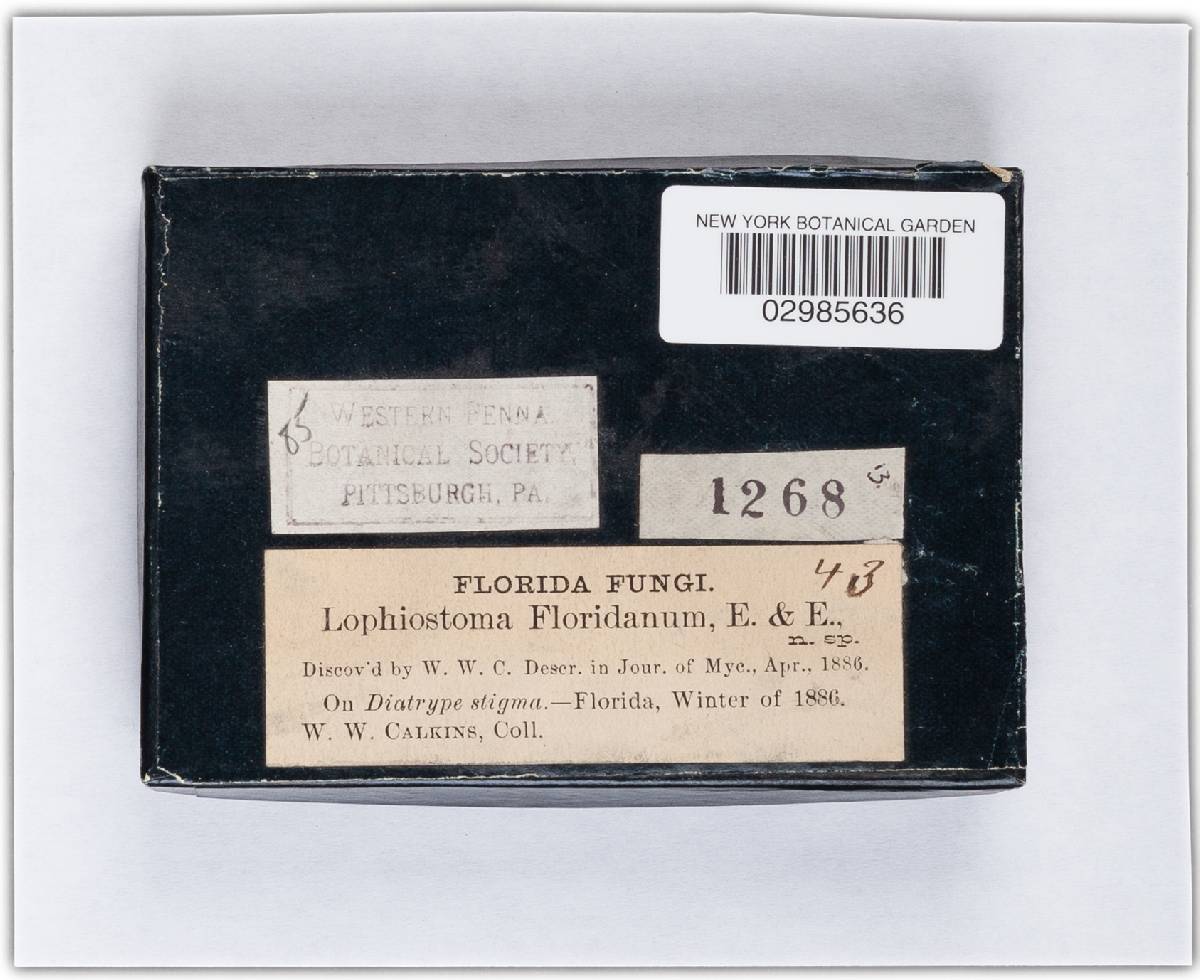Lophiostoma floridanum image