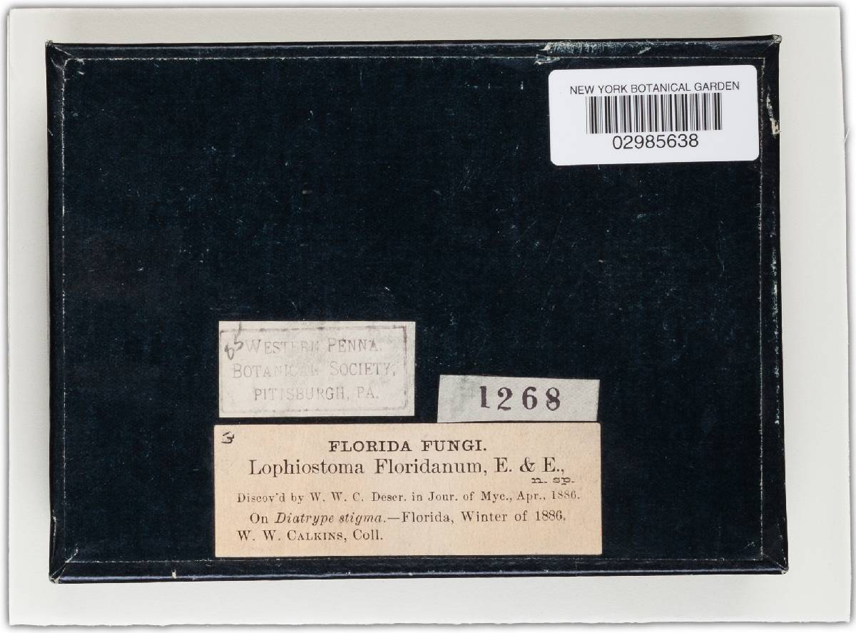 Lophiostoma floridanum image