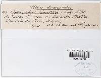 Leptosphaeria haematites image