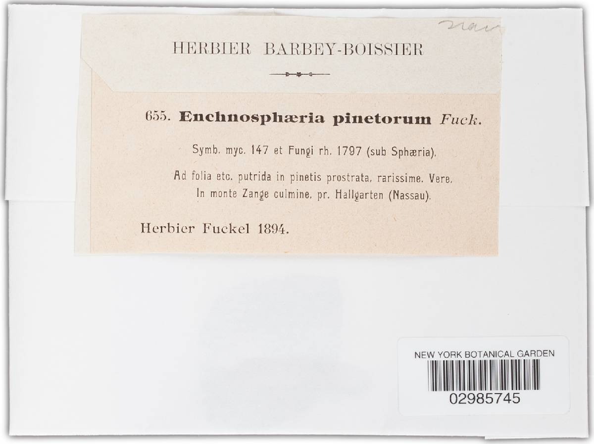 Herpotrichia pinetorum image