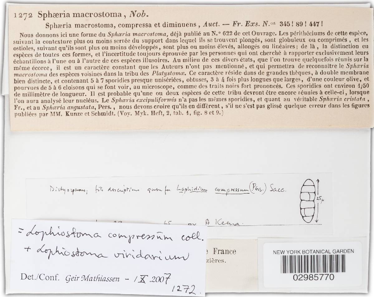 Lophiostoma compressum image