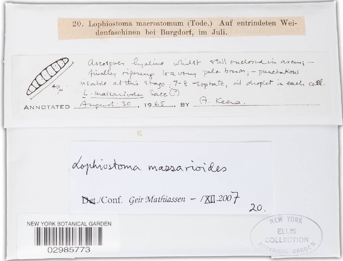Lophiostoma massarioides image