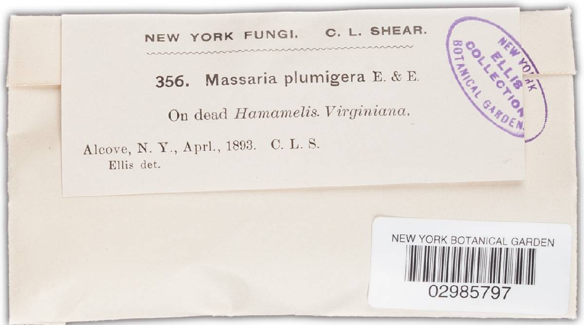 Massaria lantanae image