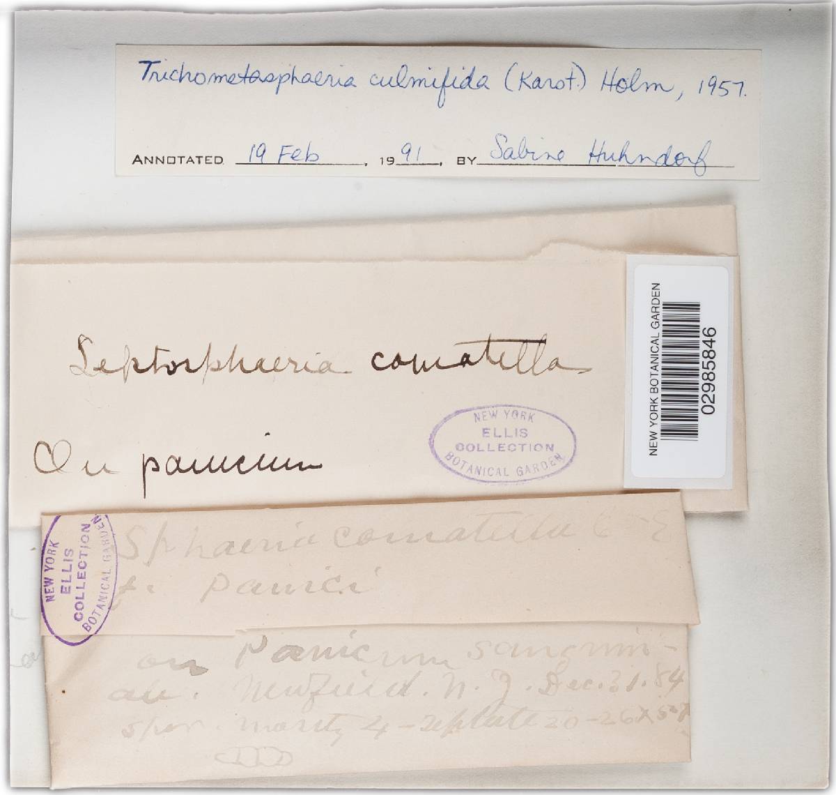 Keissleriella culmifida image