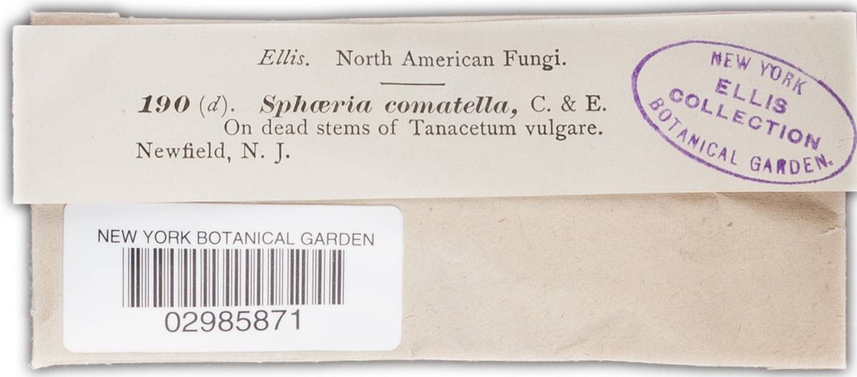 Leptosphaeria gloeospora image